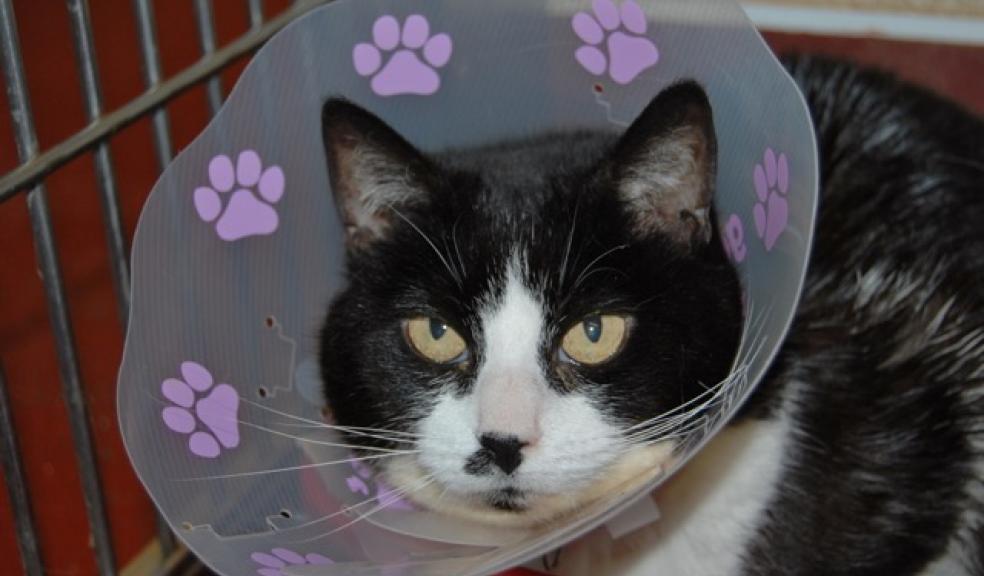Appeal to find temporary foster home for Bonnie Devon 24/7